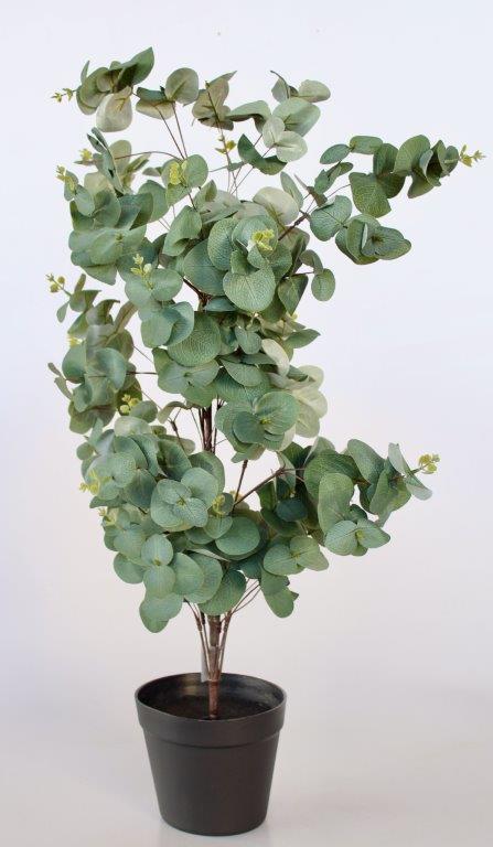 Large Eucalyptus Plant In Pot
